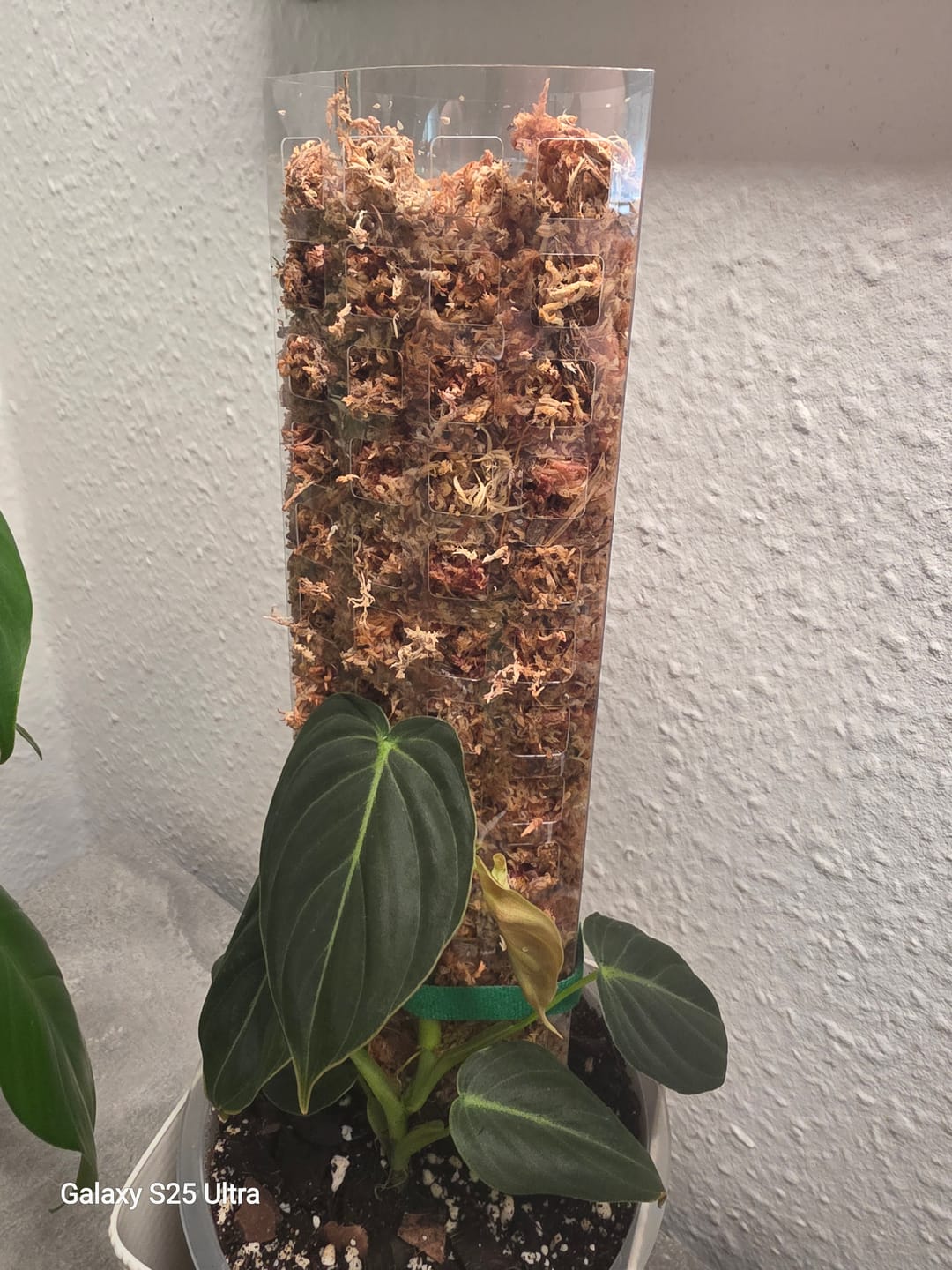 Customer photo review of SUBSTRAT - SPHAGNUM MOOS
