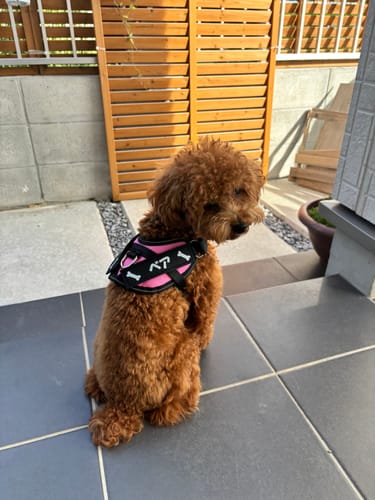 Customer photo review of FunFunPet 高機能ハーネス（お名前タグ作成サービス付き）