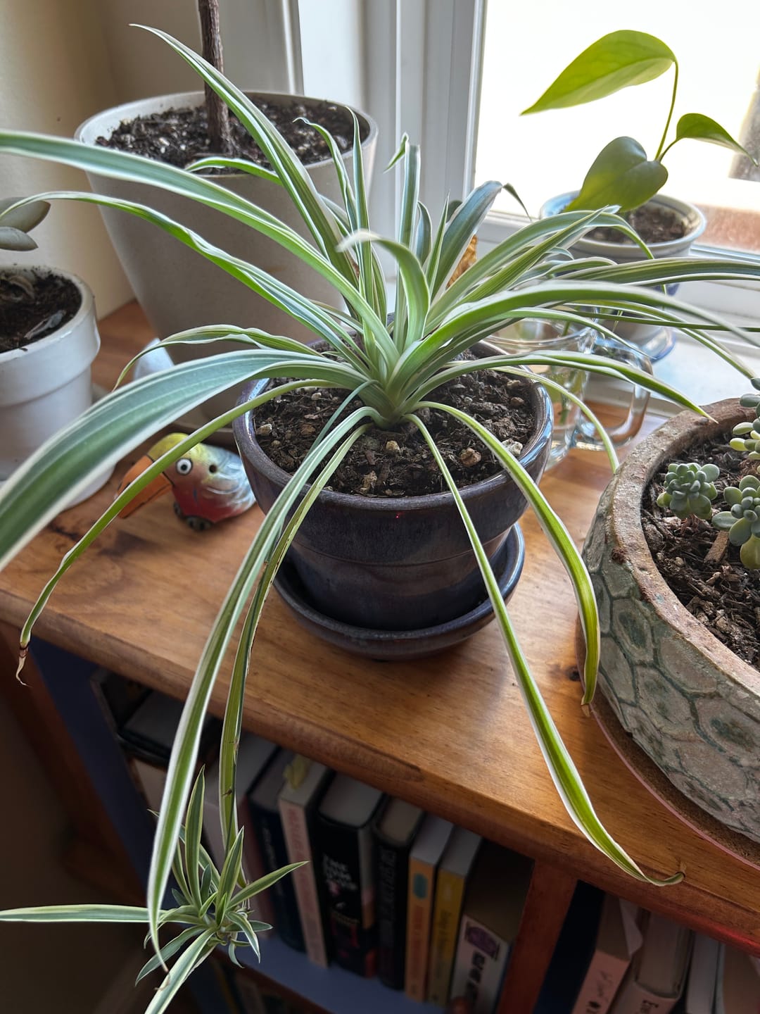 Customer photo review of Kelpy Food for Plants