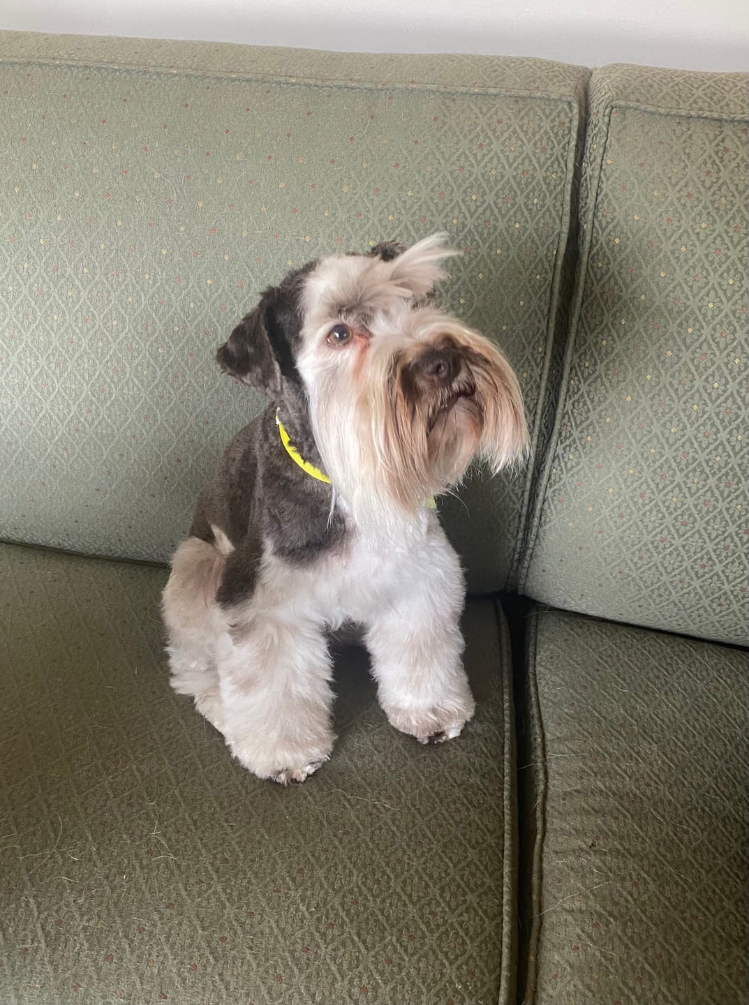 Customer photo review of PEASY (Stress, Anxiété, Nervosité) pour chiens et chats
