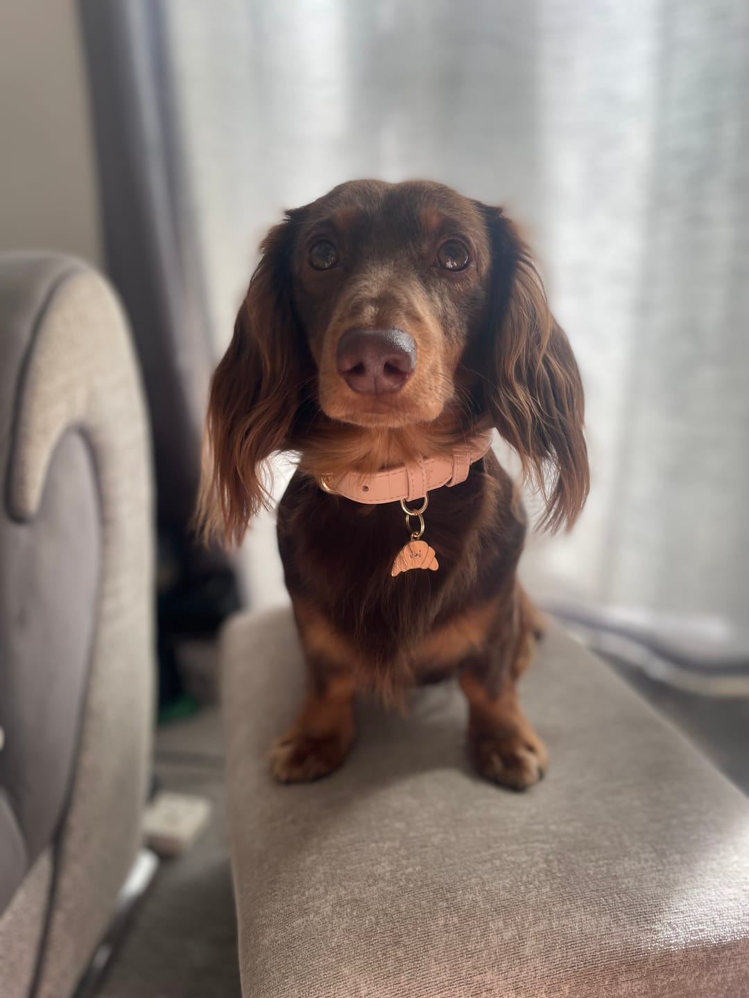 Customer photo review of Biscotti Dog Collar