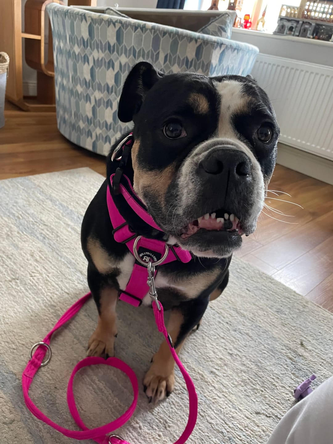 Customer photo review of 4cm Combat® Collar | With Handle & Rated Clip - Magenta