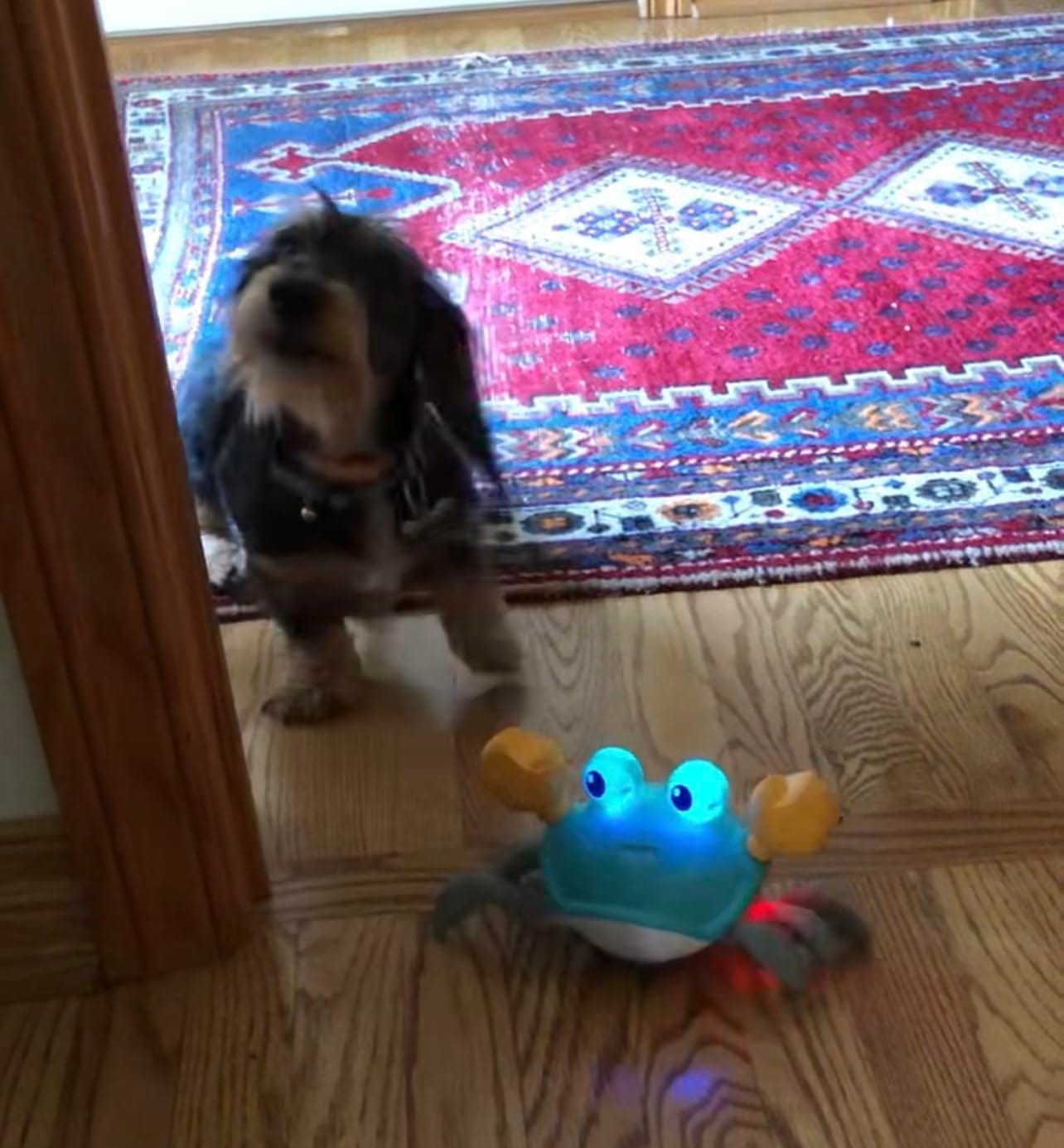 Customer photo review of Crabby - De ultieme uitdaging voor elke hond!