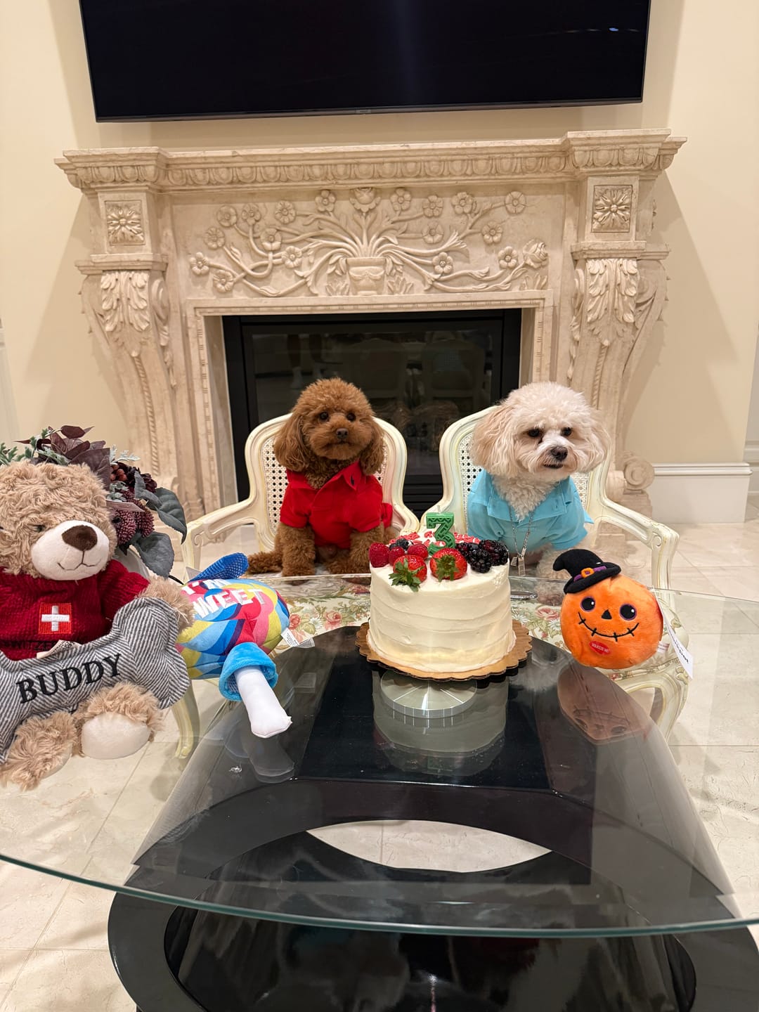 Customer photo review of Polo Ralph Lauren Cotton-Mesh Dog Polo Shirt