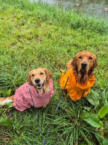 Customer photo review of Breatheshield™ Dog Raincoats