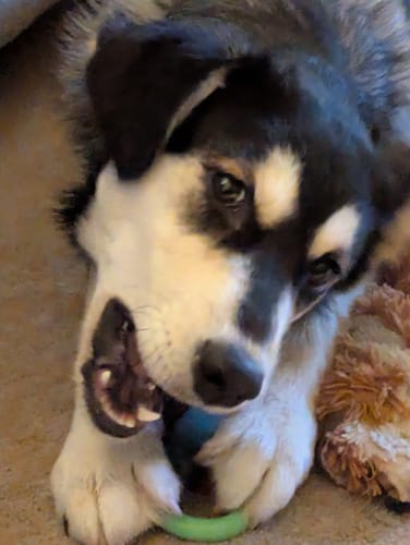 Customer photo review of 12 Inch Jumbo Bully Stick