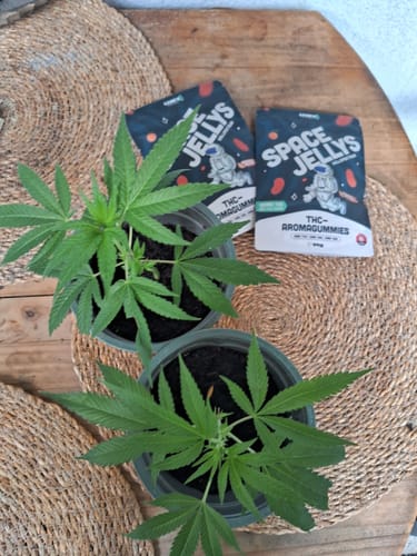 Customer photo review of THC Spacejellies Vollspektrum