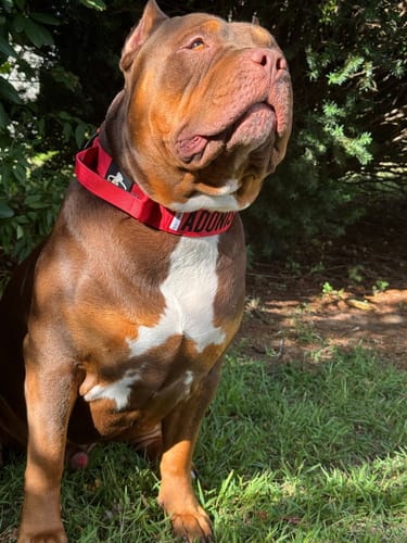 Customer photo review of Red Bully Proof Collar