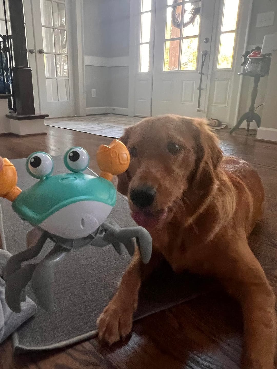 Customer photo review of Crabby - De ultieme uitdaging voor elke hond!