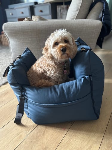 Customer photo review of Wagging Rights - Dog Dock