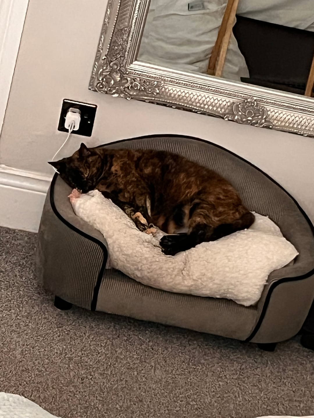 Customer photo review of Cat Duo Pack