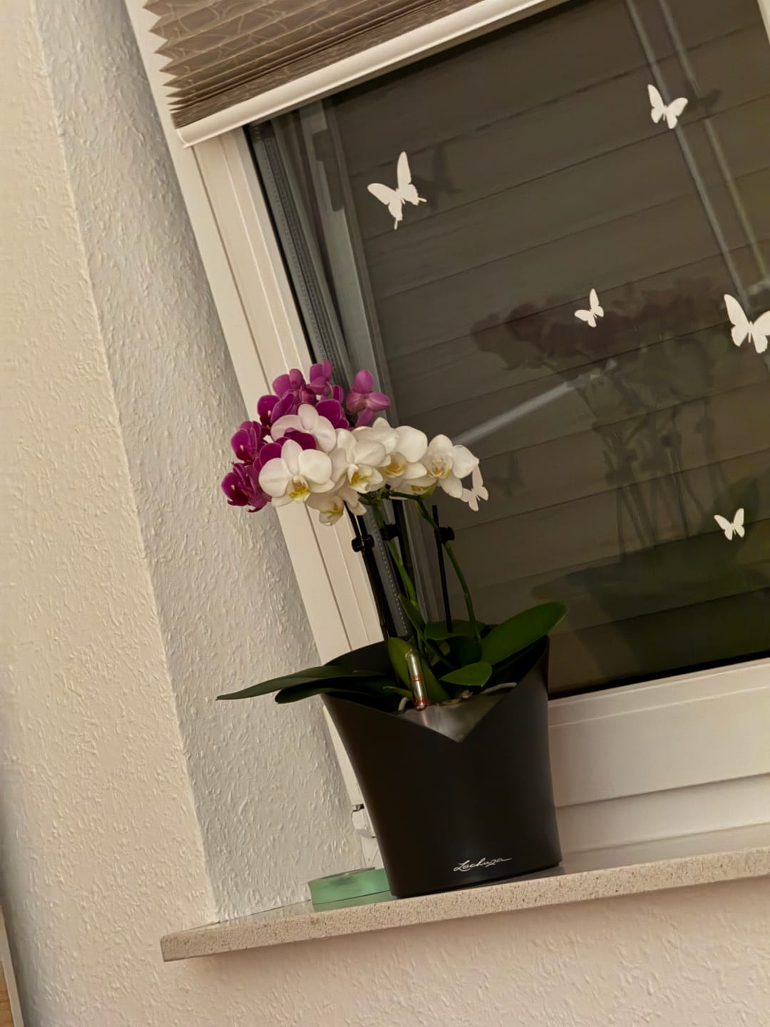 Customer photo review of Cocktail Orchideen im 2er Set mit 3+ Rispen inkl. Keramik