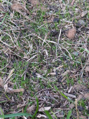 Customer photo review of GCI Turf Blue Heat Grass Seed