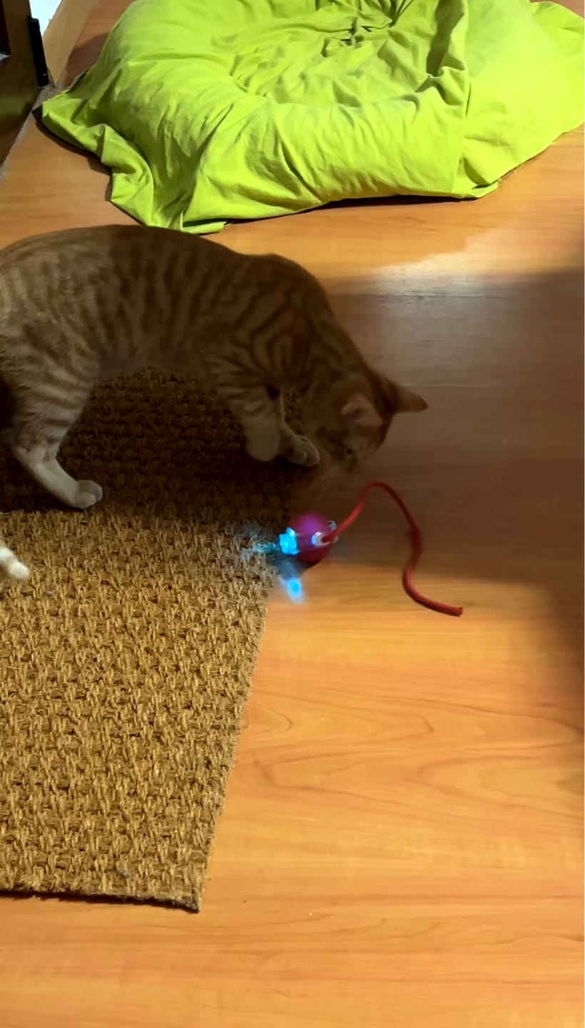 Customer photo review of ZoomBall - Interactieve Hondenspeelbal