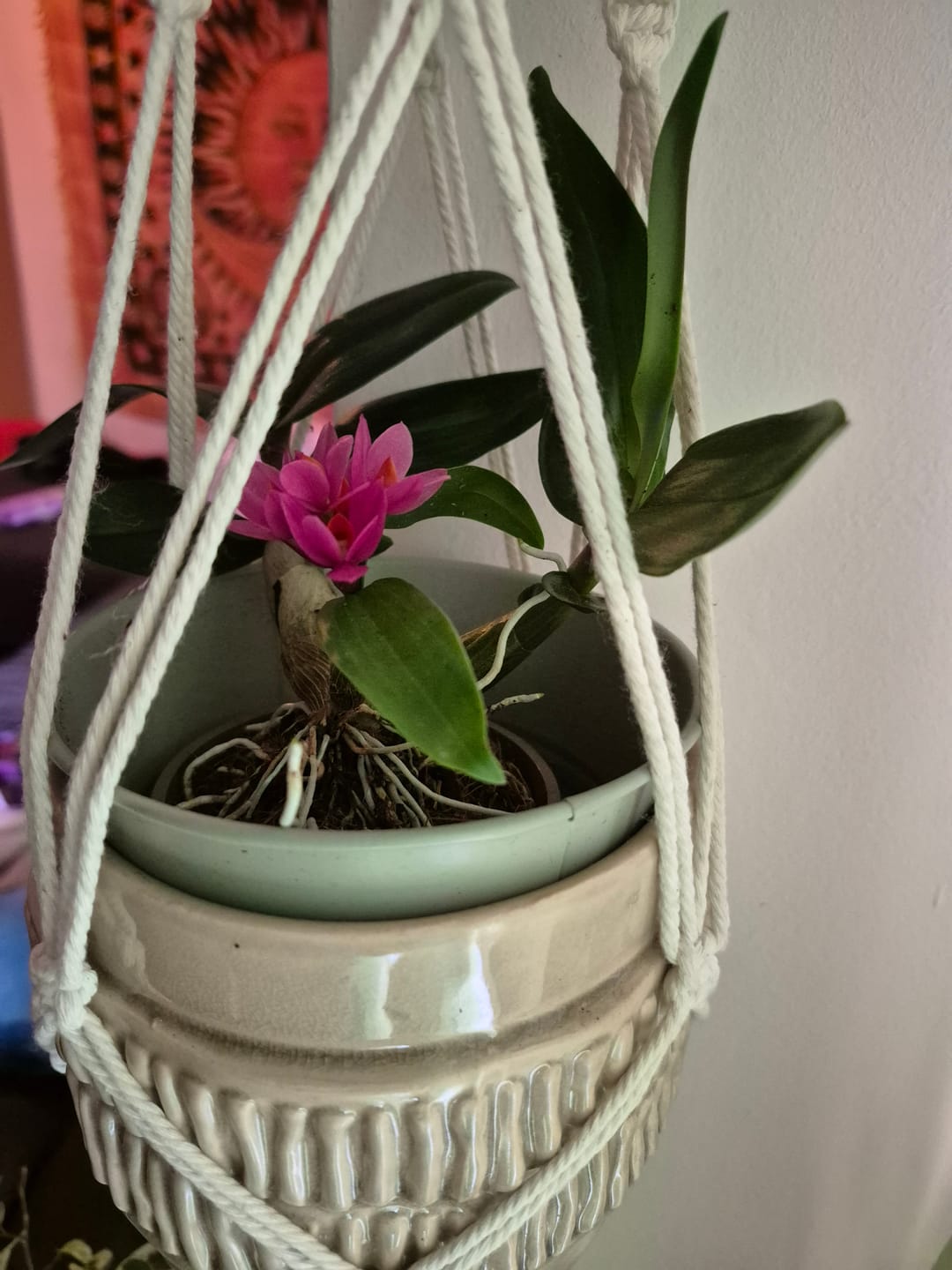 Customer photo review of Dendrobium Hibiki mit pinken Blüten