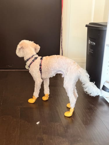 Customer photo review of WagWellies® Mojave