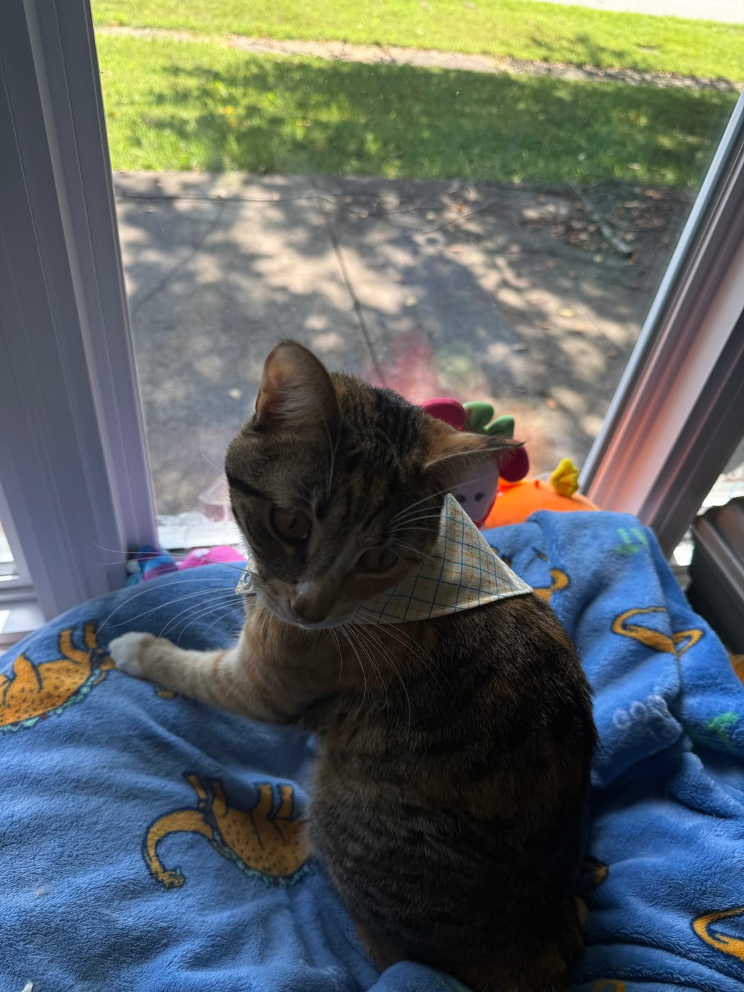 Customer photo review of 🤠 Western Charm Reversible Snap-On Dog Bandana – Limited Edition Style