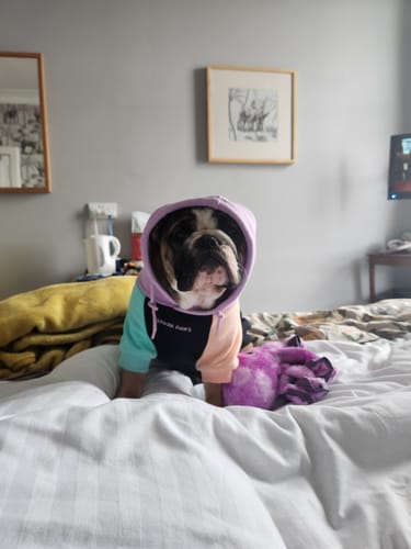 Customer photo review of Color Block Dog Hoodies
