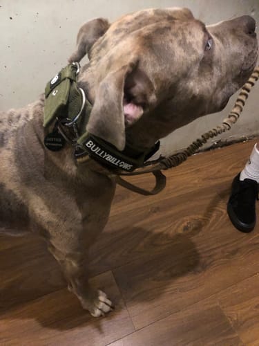 Justice P. review of 5cm Pin Buckle Collar | With Handle - Khaki image 1 out of 1