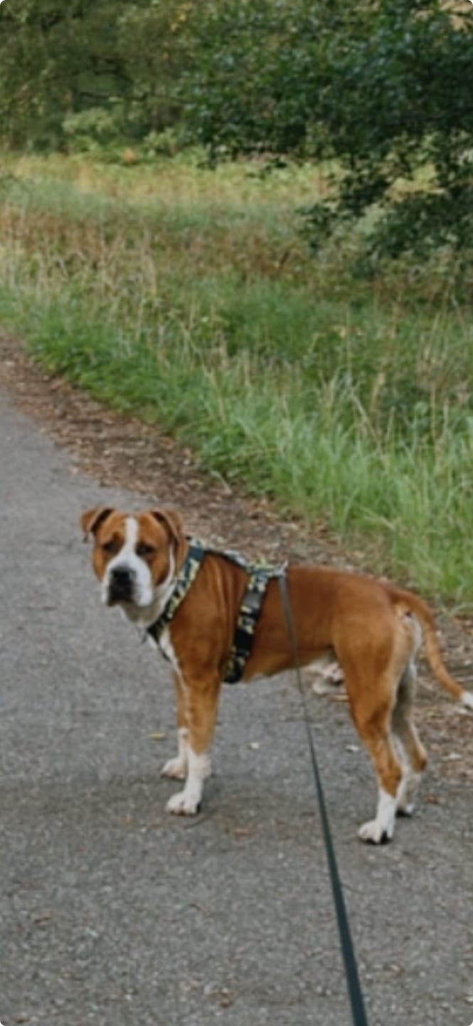 Customer photo review of Training Anti Pull TRI-Harness® | M-XL Breeds - Lightning