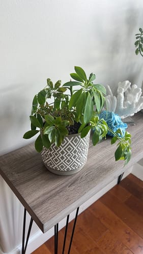 Customer photo review of Plant Food