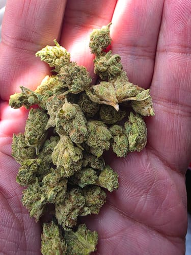 Customer photo review of Gorilla Glue - 14 Grams - Minis (Hybrid)