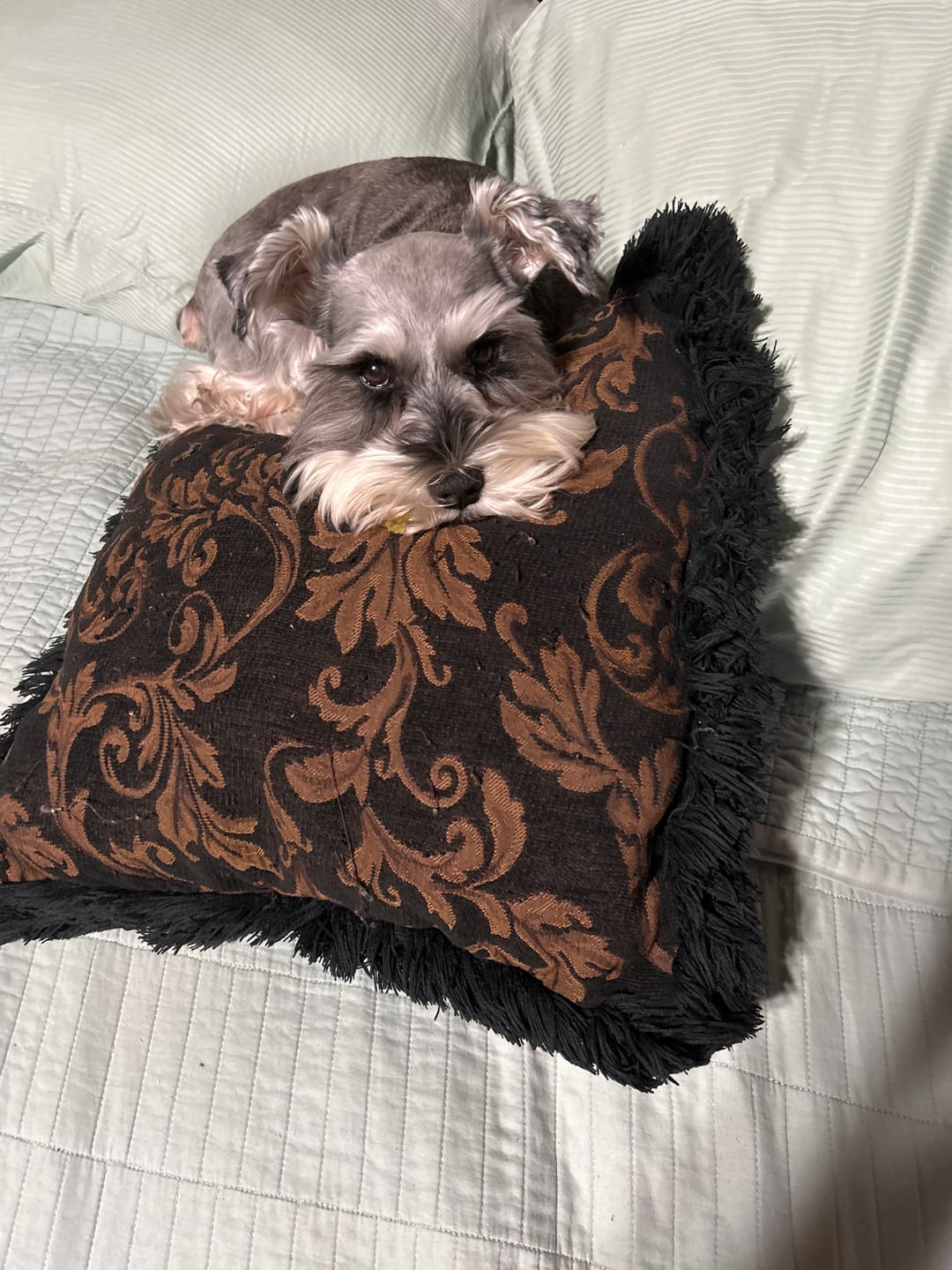 Customer photo review of BUY 3 BAGS & SAVE iHeartDogs Allergy & Itch Relief Chews for Dogs