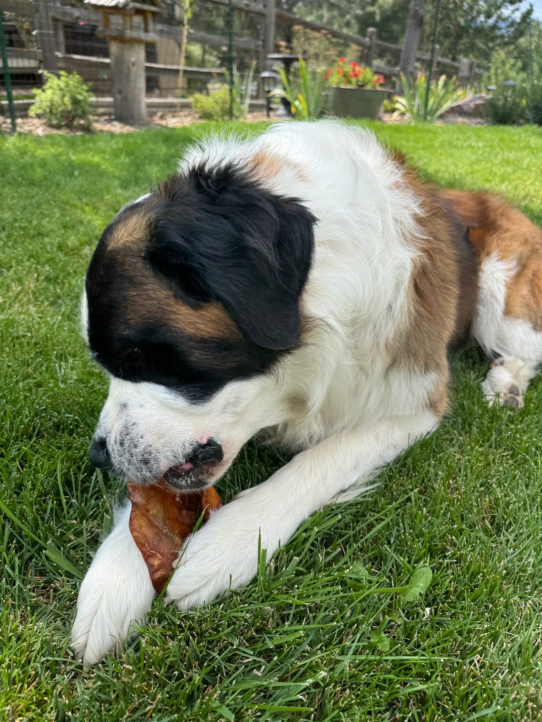 Customer photo review of Pig Ear Treats for Dogs