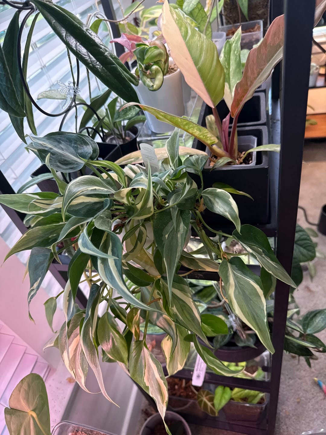 Customer photo review of Philodendron hederaceum 'Rio' - 4"