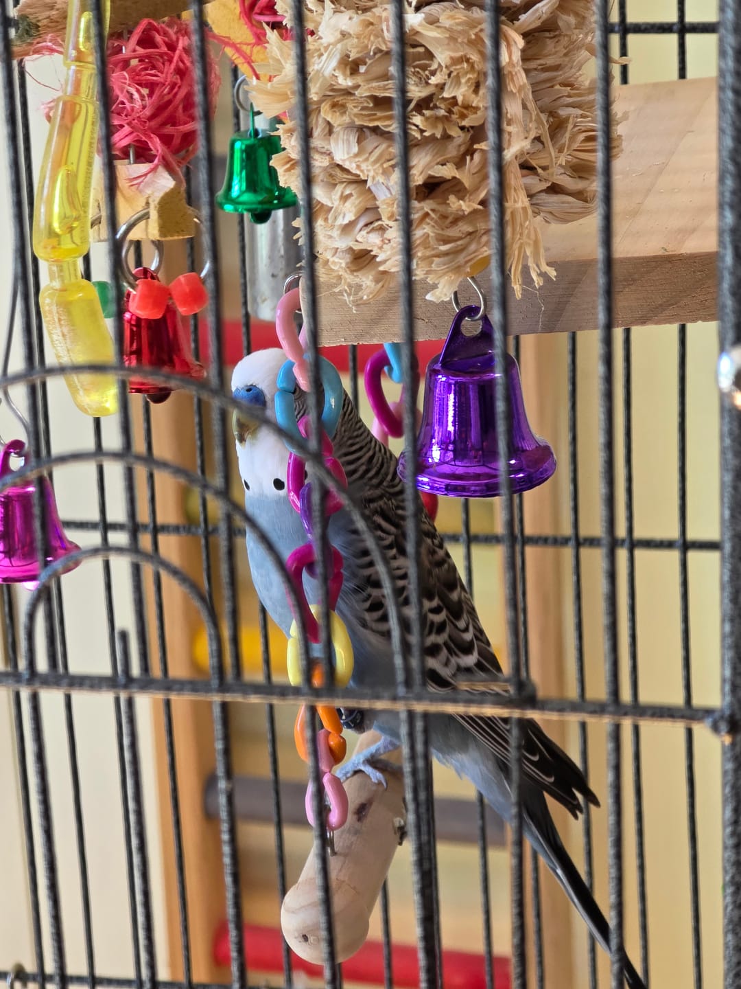 Customer photo review of Paddle Ball - Single Size - by Cheep Thrills Bird Toys