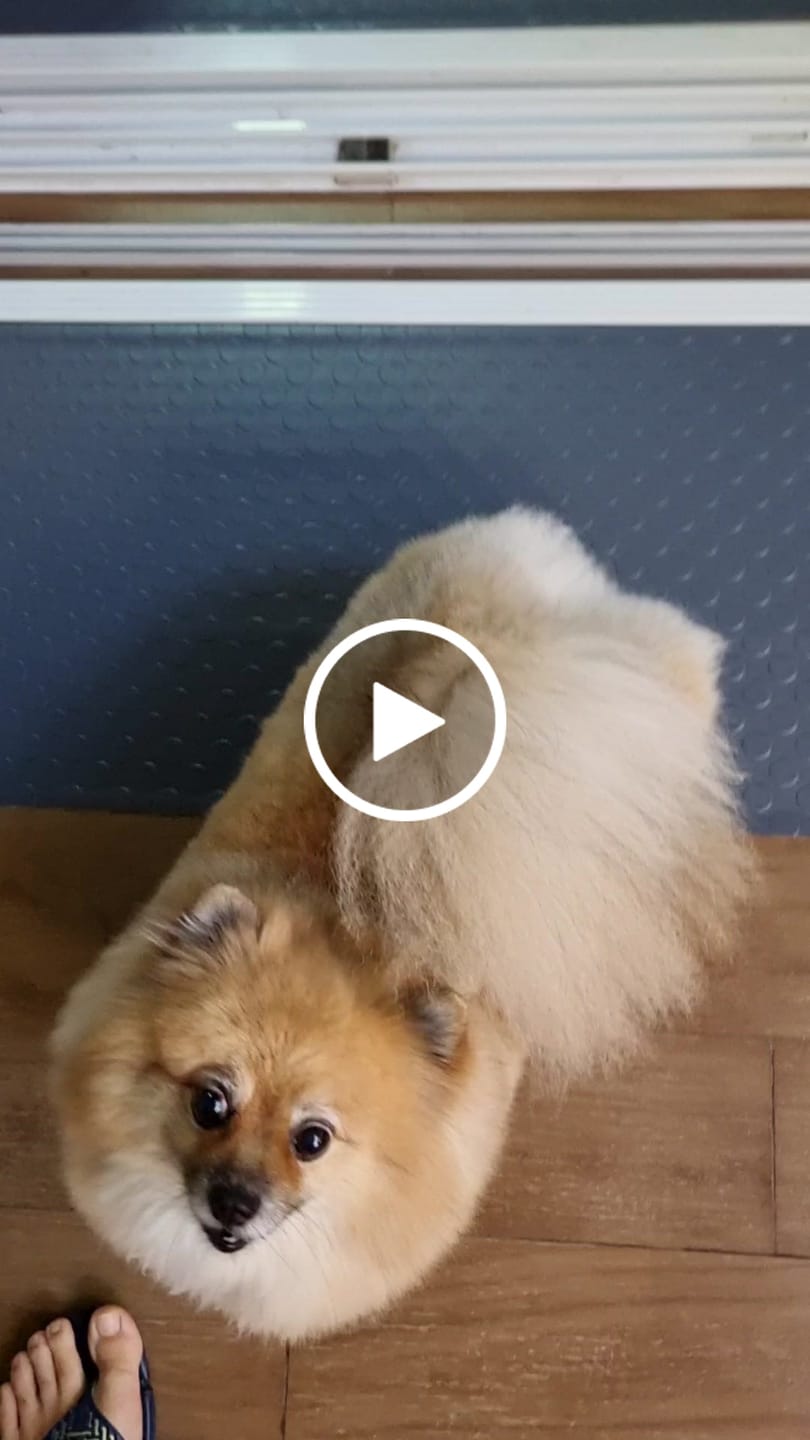 Customer video review of Tapete Moeda