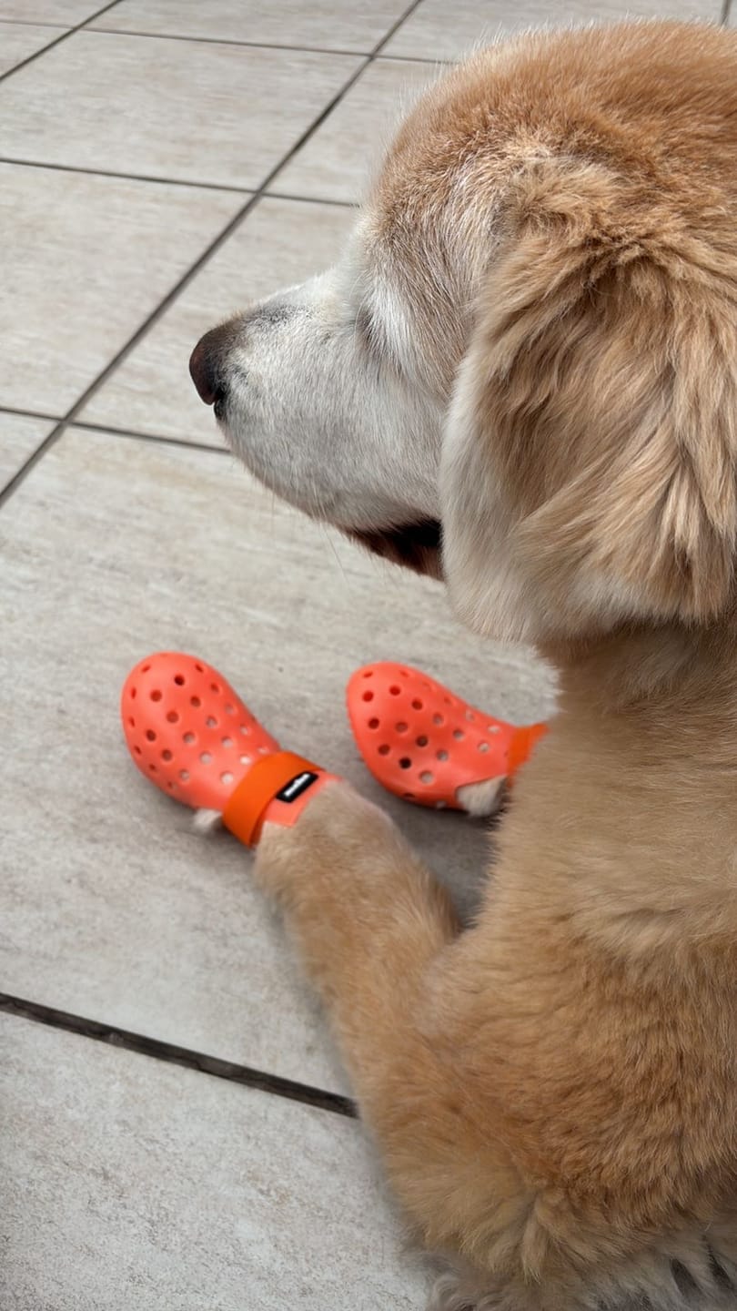 Customer photo review of WagWellies® Mojave Neon Orange