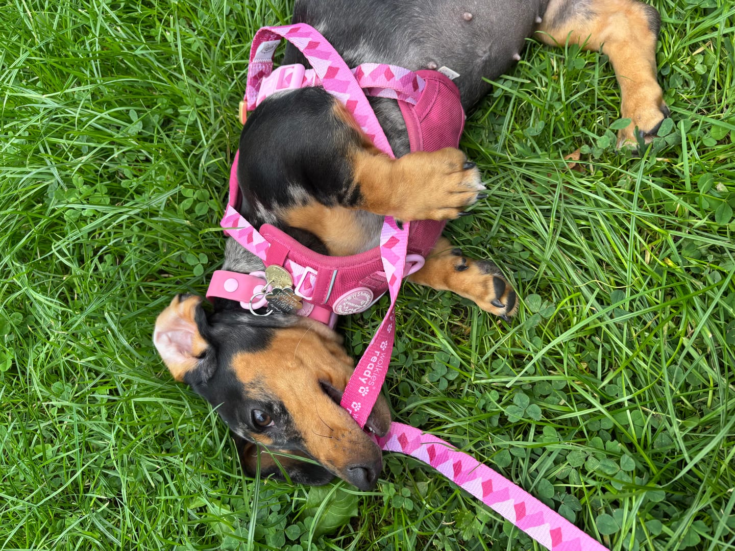 Customer photo review of Tough Trails™ Harness - Walkies Ready® Raspberry Pink