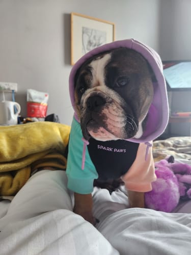 Customer photo review of Color Block Dog Hoodies