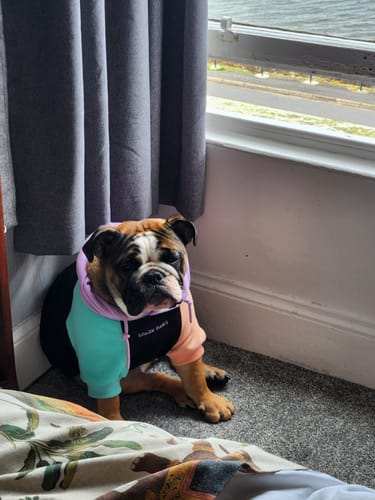 Customer photo review of Color Block Dog Hoodies