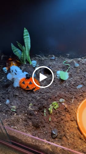 Customer video review of 120 Gallon Bearded Dragon Enclosure 4x2x2(pink sold out in UK)