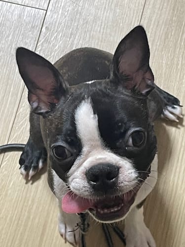 Customer photo review of FunFunPet 高機能ハーネス（お名前タグ作成サービス付き）