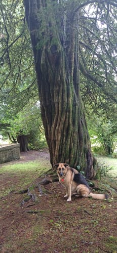 Ian Daniel K. review of 5cm Combat® Collar | With Handle & Secure Clip - Khaki image 1 out of 3