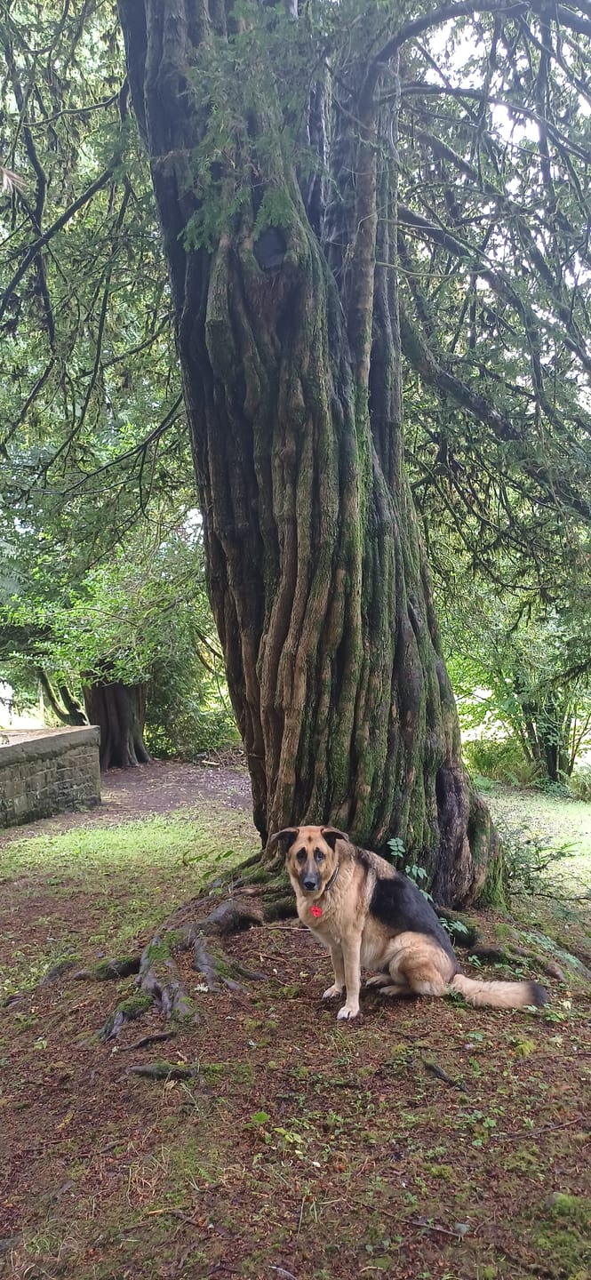 Customer photo review of 5cm Combat® Collar | With Handle & Secure Clip - Khaki