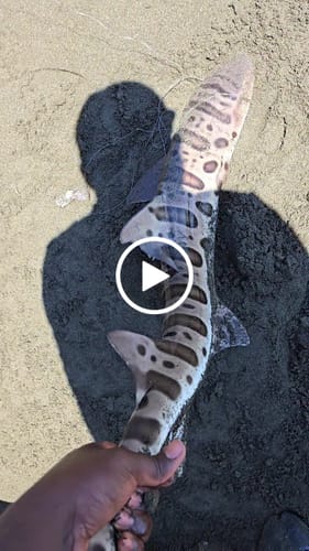 Customer video review of 8Ft No Excuses Travel Rod with Tube Medium-Heavy Action 1/2oz to 2oz