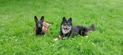 Customer photo review of Grain Free Adult Chicken & Turkey