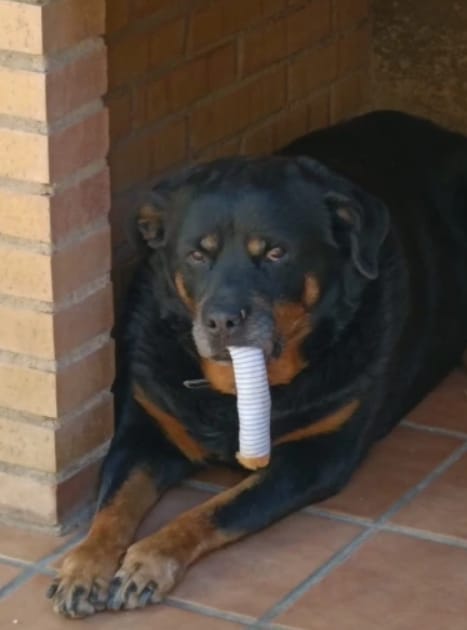 Customer photo review of ChewCigarette - Sterk en Hilarisch Hondenspeelgoed!