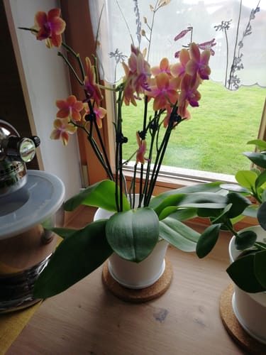 Customer photo review of Große Two of Us Duftorchidee Bolgheri mit orangen Blüten und 5+ Rispen