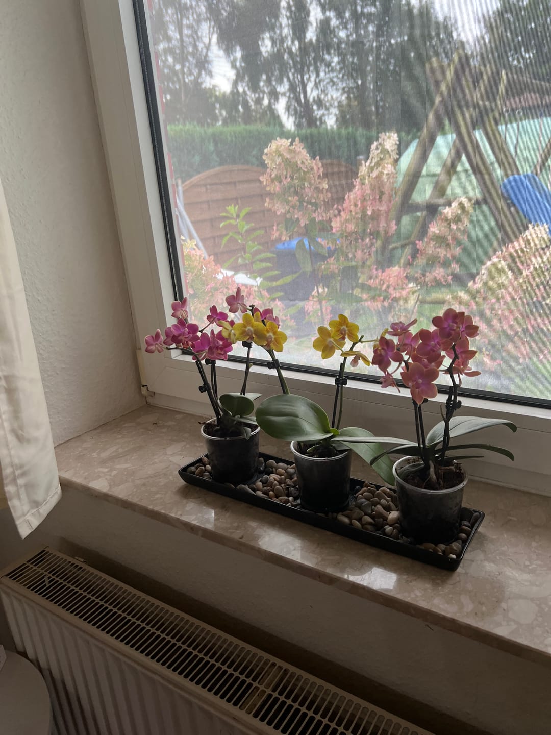 Customer photo review of Duftorchideen Table Dance im 3er Set mit 2 Rispen