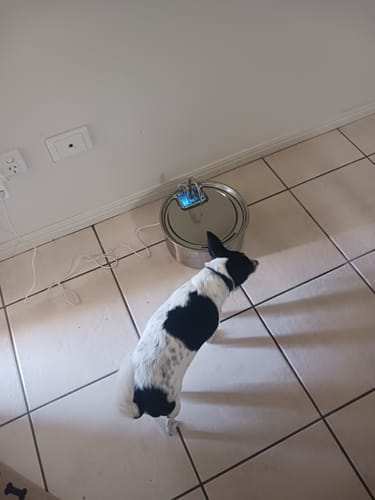 Customer photo review of 7L Stainless Steel Automatic Pet Water Fountain