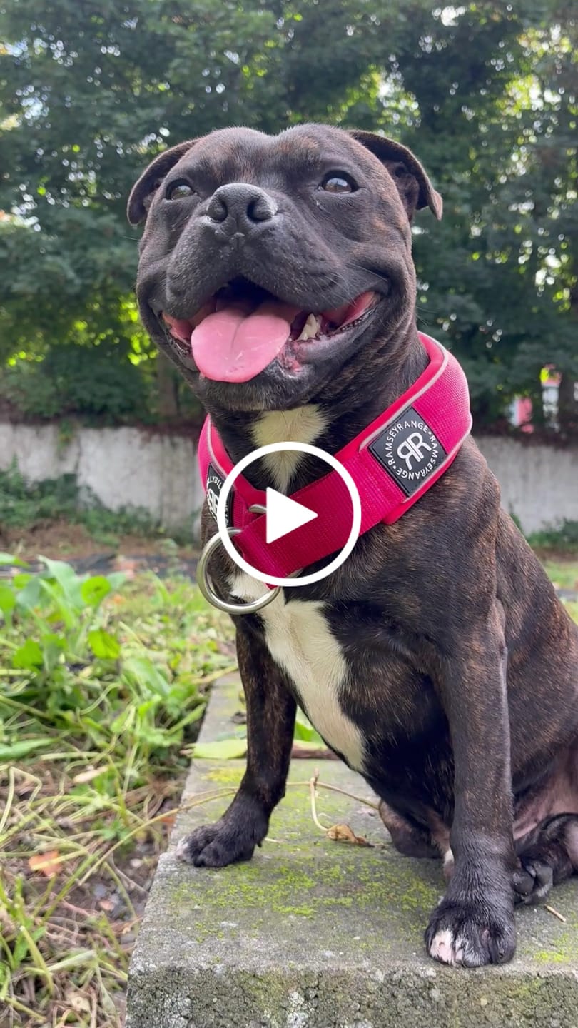 Customer video review of 5cm Slip on Collar | Foam Padded - Red