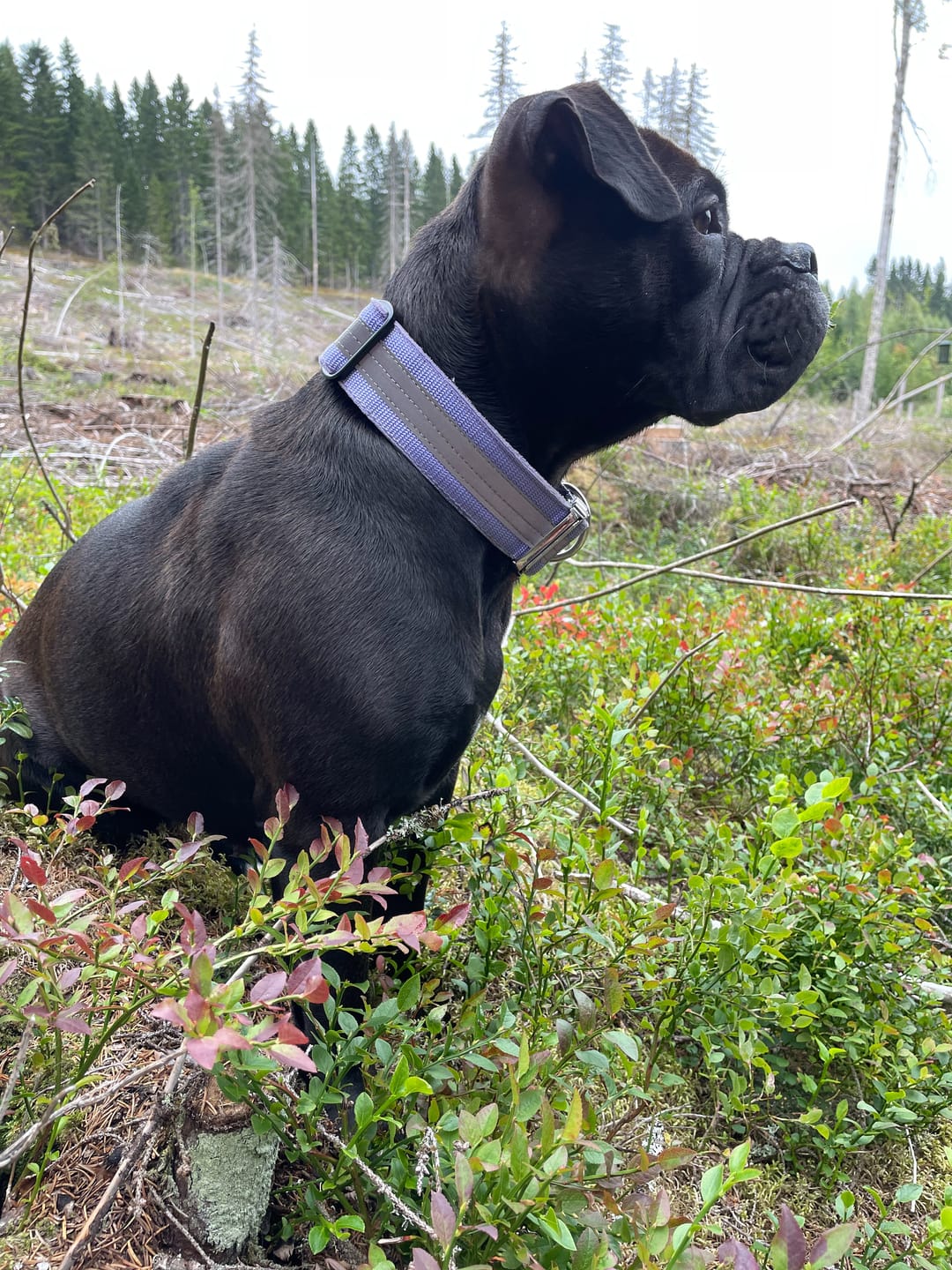 Customer photo review of Extreme Silver Buckle Safe Baby Purple - Säkert reflexhalsband