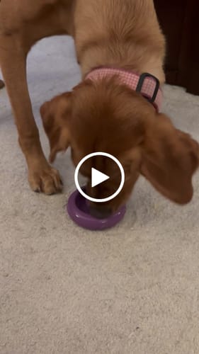 Customer video review of Freez Doughnut - Super Durable Treat Toy