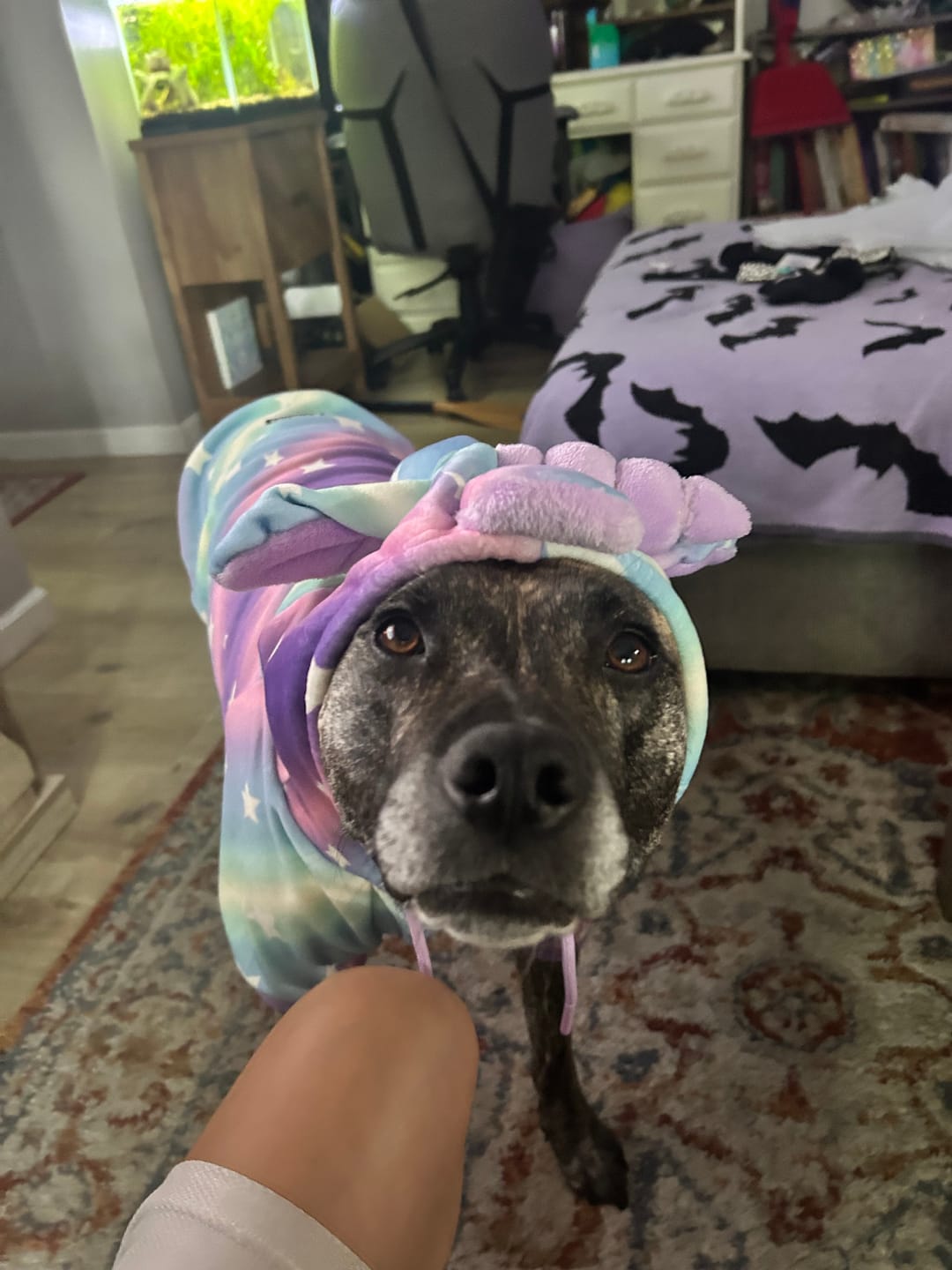 Customer photo review of Halloween Dog Hoodie - Unicorn