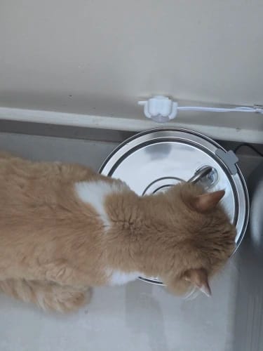 Customer photo review of Fontaine à eau Anti-Bactérienne - Chien & Chat